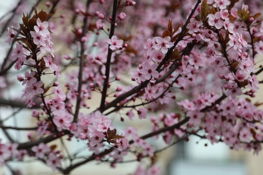 Летом в Воронеже городские клумбы украсят более 34 тысяч однолетников Летом в Воронеже городские клумбы украсят более 34 тысяч однолетников