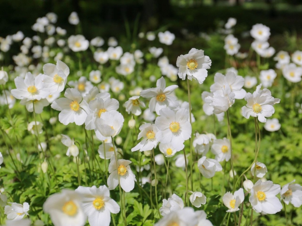 Летом в Воронеже городские клумбы украсят более 34 тысяч однолетников Летом в Воронеже городские клумбы украсят более 34 тысяч однолетников