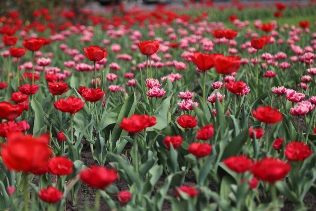 Летом в Воронеже городские клумбы украсят более 34 тысяч однолетников Летом в Воронеже городские клумбы украсят более 34 тысяч однолетников