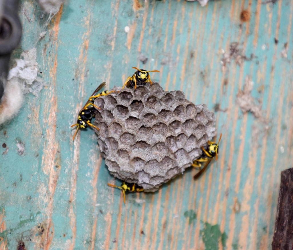 5–10 вызовов за сезон: спасатели Ульяновска оперативно устраняют опасность от осиных гнёзд 5–10 вызовов за сезон: спасатели Ульяновска оперативно устраняют опасность от осиных гнёзд