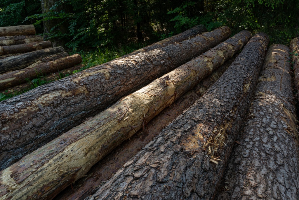 В Дагестане предприниматель и лесничий пойдут под суд за незаконную рубку леса и халатность