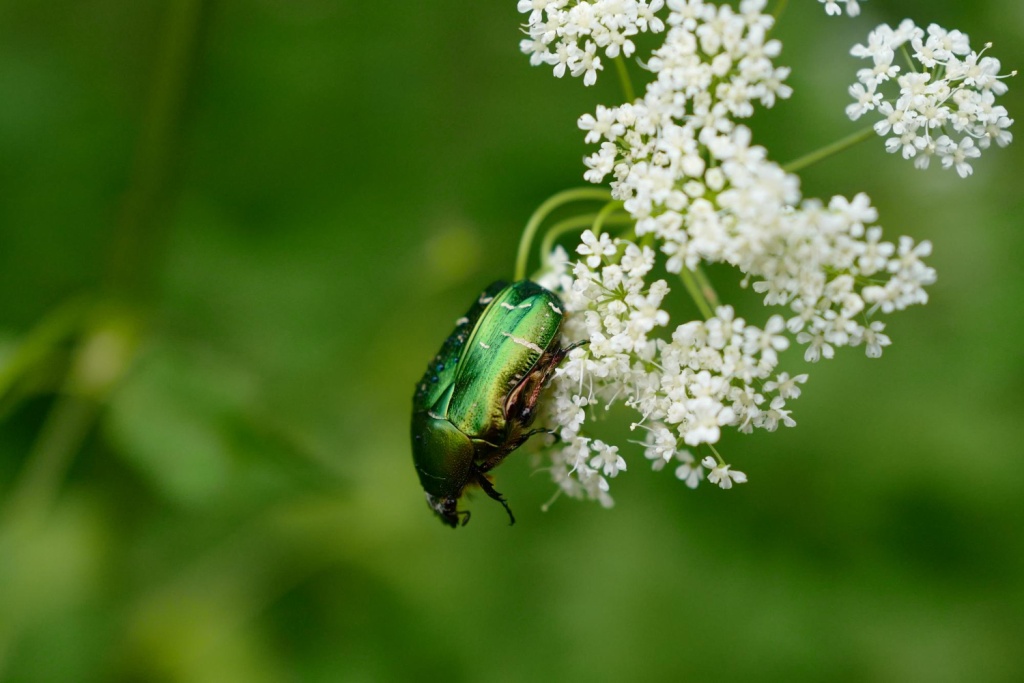 В Воронежской области активизировались майские жуки и долгоносики