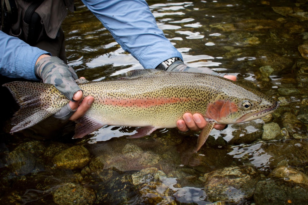 В Ставрополье откроют ферму по производству и переработки форели почти за миллиард рублей
